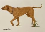 Rhodesian Ridgeback Original Watercolor Painting By Sandra Coen Walking