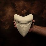 Megalodon Tooth World Record  Replica Fossil Shark Tooth Otodus Megalodon Tooth