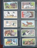 GODFREY PHILLIPS CIGARETTE CARD SET - 1924 HOME PETS - FULL SET  