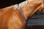 Official Libby's Neck Strap extra support & safety for New horse riders