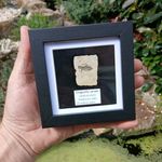 Fossil Dragonfly Larvae Libellula Doris  Miocene Epoch  Piedmont Italy 