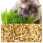 Organic Cat Oat Grass ~Fully grown in 14 days ~ Pets Love it! ~ BUY 2 GET 2 FREE