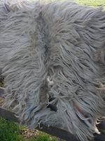 Scottish Blackface raw unwashed fleeces naturally felted