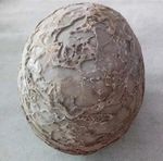 Segnosaur Dinosaur Egg Fossilized Crystallized Fossil Jurassic Cretaceous World