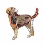 Dog Anatomy Model with Detachable Parts 4D for Classroom, Kids