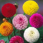970 seeds Dahlia Pompon Double Mixed+4" FREE PLANT LABEL, annual