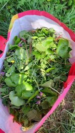 Fresh Organic Seasonal foraged tortoise mix food *READ THE LISTING BEFORE ORDER*