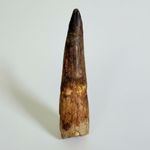 SPINOSAURUS TOOTH Fossil 11 cm (4.3") LARGE Dinosaur Tooth Cretaceous Morocco