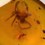 SPIDER & NEUROPTERA in Burmese / Burmite amber fossil / 100% genuine