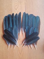 20 European Carrion Crow Wing Feathers 5 - 8 inch / 13cm - 18cm