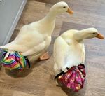 Handmade Duck Diapers/Nappies Fully Lined and Washable In Four Sizes.
