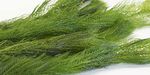 Myriophyllum spicatum (Spiked Water Milfoil) Oxygenating Pond Plant - Native ...