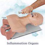Intubation Manikin Study Teaching Model Airway Management Trainer PVC Teeth NEW