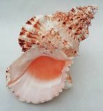 Large Conch Shell Tutufa Rubeta Natural Seashell Coastal Decor 20.5cm