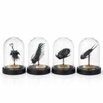 Trilobite Fossils  - Bell Jar Display Arthropod - Museum-Quality x4.