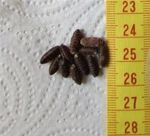 Dry fly pupae casters; Blue bottle flies, 25-300, not curly/crickets