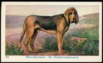 BLOODHOUND St. Hubert Hound Dog Trade Advertising Card c 1930s Dog Biscuits