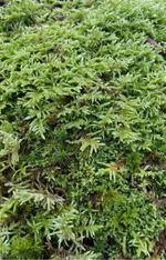 Welsh moss terrarium gardening hanging baskets flowers great value large amount