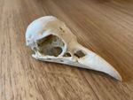 Replica Crow Specimen Artificial Skull Animal Bones Rustic Home Decor