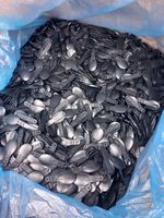 Ice Cream Tub Plastic Spoons  Approximately 7000