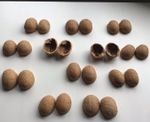 Walnut Shells Perfect Halves for DIY ART Craft Projects Pack of 12 (matched)