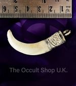 Wild Boar Tooth Tusk Hog Taxidermy Trophy Magik Charm Amulet Gothic Ouija Witch