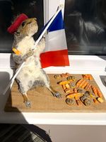 Taxidermy Squirrel Standing Mount Holding French Flag Wearing Red Beret
