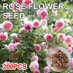 Climbing Rose Seeds for Home Garden - Premium Fragrant Flowering Vine Rose Seeds