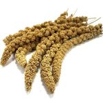 MILLET SPRAYS 100g 250g 500g 1kg 2.5kg 5kg 15kg : Cage Bird Food Pet Feed Treats