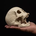 Tarantula Hide Human Skull Spider Cave Invertebrate Terrarium Enclosure Decor