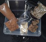 InsectsDirect - Giant African Land Snail Starter kit UKPlug Heat Mat Feeder Food