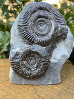 Dactylioceras Ammonite Fossil, Yorkshire Coast, Whitby.A430
