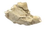 Unusual Fossil Ictitherium Partial Jaw and Teeth