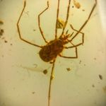 Mite in Burmese / Burmite amber fossil / 100% genuine amber 