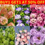 300Pcs Eustoma Grandiflorum Seeds Multicolour Outdoor Flower seeds Yard Plants