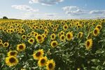 SUNFLOWER SEEDS DWARF OR GIANT BULK  WHOLESALE 10g  to 20kg Schools Clubs FLOWER
