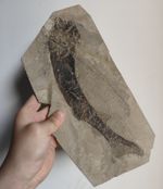 Big Ancient Fish Fossil Slab, Well‑Preserved Fish Skeleton Fossil Rock Sample