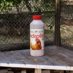Androlis Chicken Mite Predators - Kills Red & Northern Fowl Mite M, L, XL, XXL 