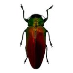 Red Green Metallic Jewel Beetle (Belionota sumptuosa) Indonesia Insect Specimen