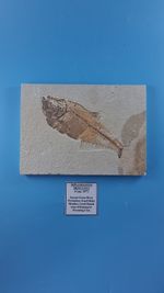 Fossilised Fish In Rock 52 Million Years Old
