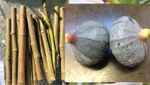3x pc CUTTINGS Fig Figues Violette de Solliès Bourjassotte noire RARE scion wood