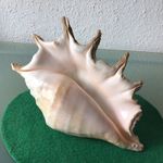 Medium Vintage Spider Sea Shell