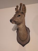 Vintage Taxidermy Deer Head Mounted On Wooden Shield Wall Hanging