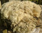 Whole Spinning Fleece, Felting, Weaving, Fibre Craft. Organic Shetland Sheep 