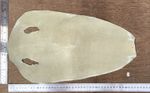 Genuine Stingray Shagreen Skin Leather Natural Rawhide 25x45cm. Sanded, Polished