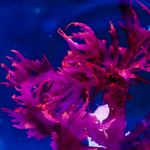 Marine Macro Algae, Halymenia durvillei  (Dragons Breath) RARE 