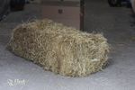 Hay Bale for Horses - Approx 20kg