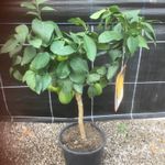 Citrus Lemon 4 Seasons 20cm pot 70-80cm (inc pot) 