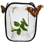 Pop Up Net Insect Cage - For Butterflies, Moths, Stick Insects, Caterpillars