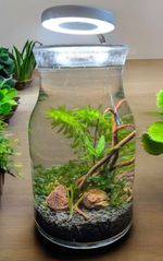 Self Sustaining Ecosphere Ecosystem with USB light